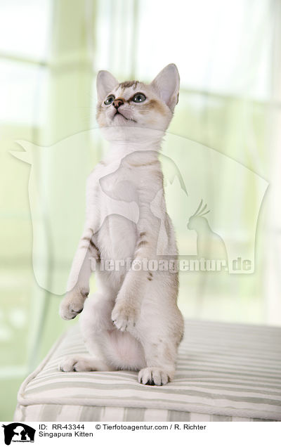 Singapura Ktzchen / Singapura Kitten / RR-43344
