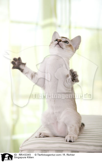 Singapura Ktzchen / Singapura Kitten / RR-43345