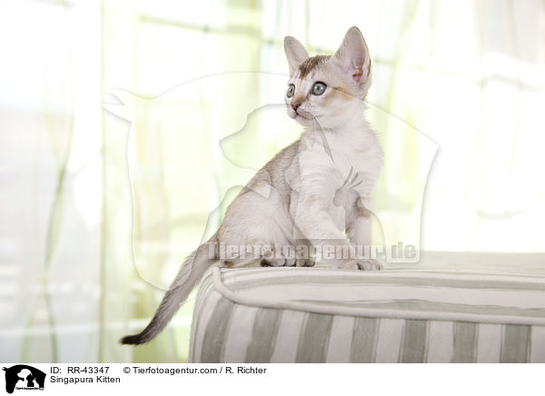 Singapura Ktzchen / Singapura Kitten / RR-43347