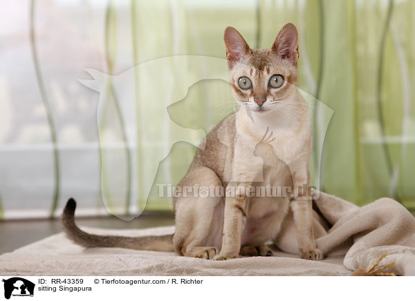 sitzende Singapura / sitting Singapura / RR-43359
