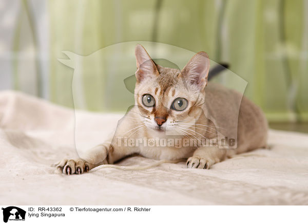 liegende Singapura / lying Singapura / RR-43362