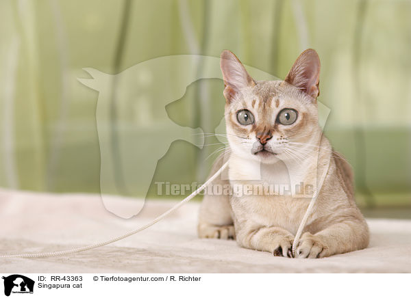 Singapura cat / RR-43363