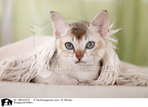 Singapura Ktzchen / Singapura Kitten / RR-43373