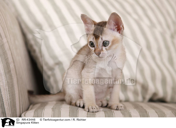 Singapura Kitten / RR-43446