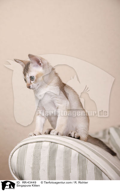Singapura Kitten / RR-43449