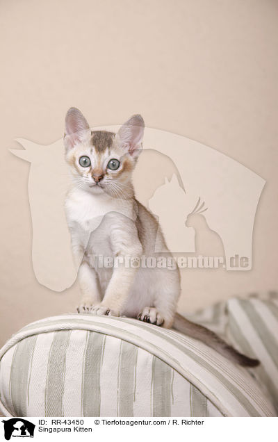 Singapura Kitten / RR-43450