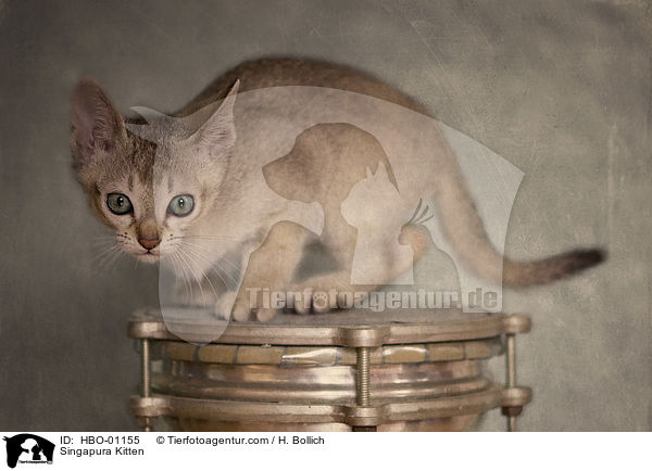 Singapura Kitten / HBO-01155