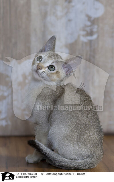 Singapura Ktzchen / Singapura kitten / HBO-06728