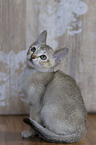 Singapura kitten