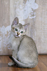 Singapura kitten