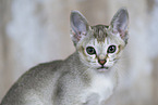 Singapura kitten