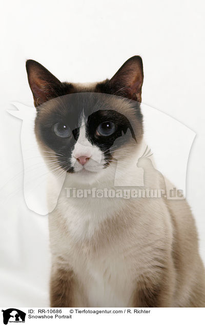 Snowshoe Portrait / Snowshoe Portrait / RR-10686
