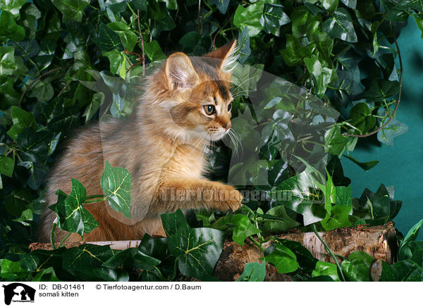somali kitten / DB-01461