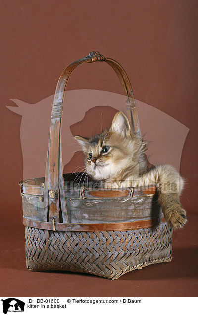 kitten in a basket / DB-01600