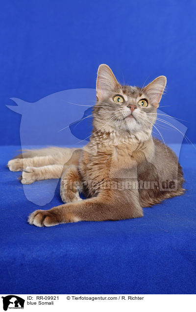 blaue Somali / blue Somali / RR-09921