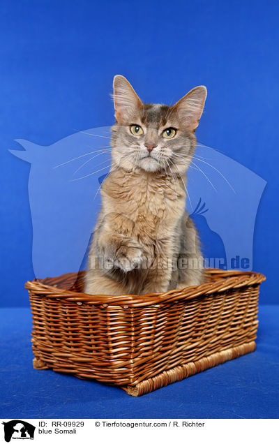 blaue Somali / blue Somali / RR-09929