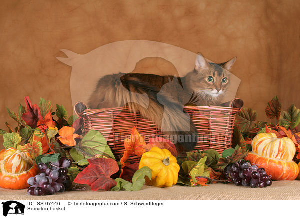 Somali im Krbchen / Somali in basket / SS-07446