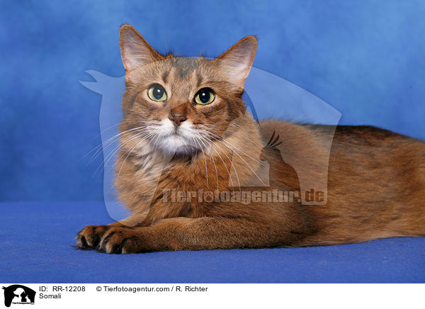 wildfarbene Somali / Somali / RR-12208
