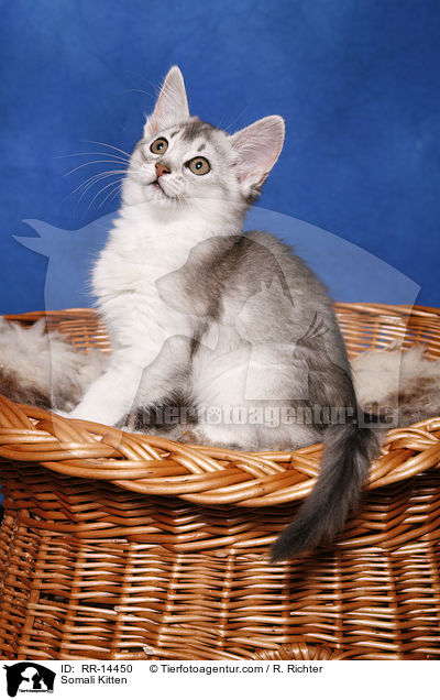 Somali Ktzchen / Somali Kitten / RR-14450