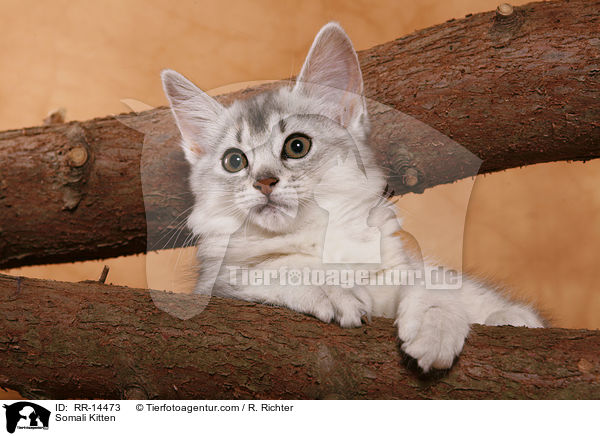 Somali Ktzchen / Somali Kitten / RR-14473