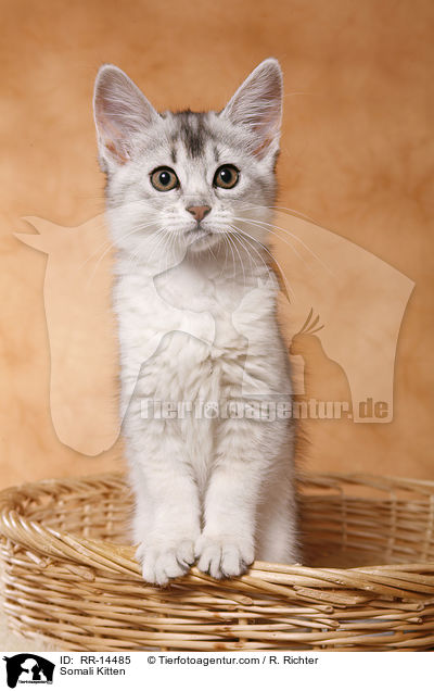 Somali Ktzchen / Somali Kitten / RR-14485