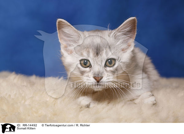 Somali Ktzchen / Somali Kitten / RR-14492