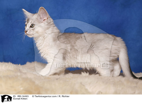 Somali Kitten / RR-14493