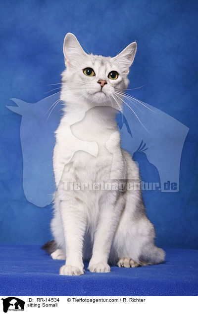 sitzende Somali / sitting Somali / RR-14534