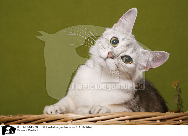 Somali Portrait / Somali Portrait / RR-14570