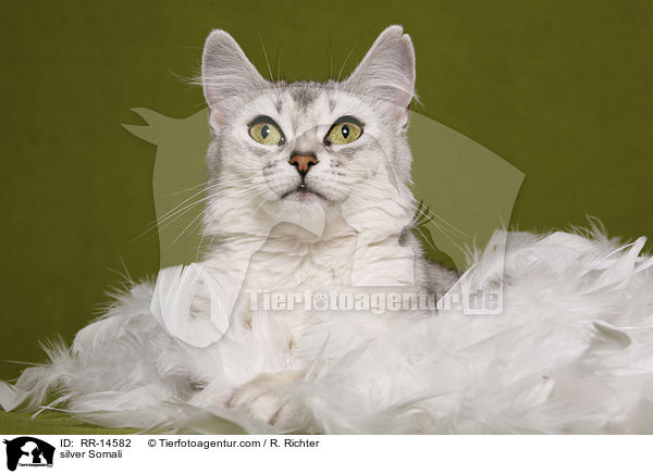 Silbersomali / silver Somali / RR-14582