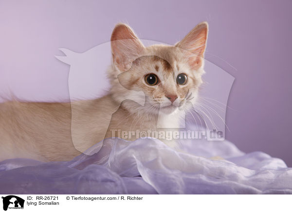 liegende Somali / lying Somalian / RR-26721