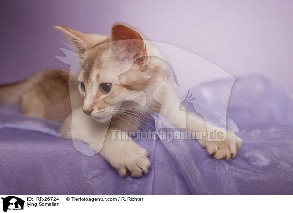 liegende Somali / lying Somalian / RR-26724