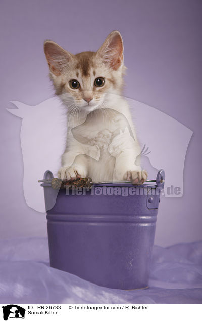 Somali Ktzchen / Somali Kitten / RR-26733