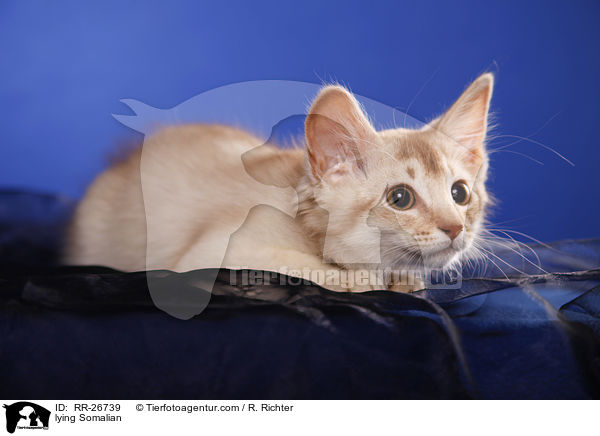 liegende Somali / lying Somalian / RR-26739