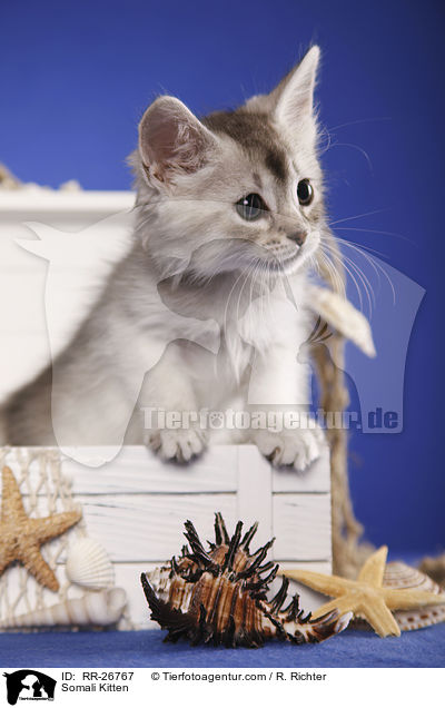 Somali Kitten / RR-26767