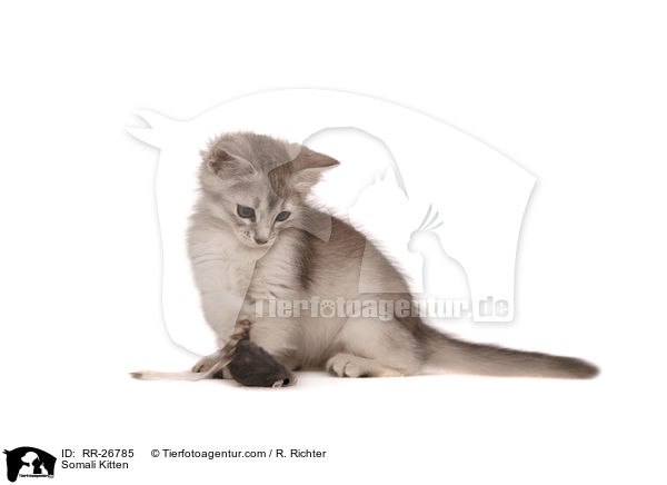 Somali Ktzchen / Somali Kitten / RR-26785
