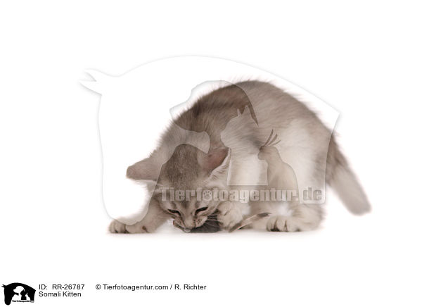 Somali Ktzchen / Somali Kitten / RR-26787