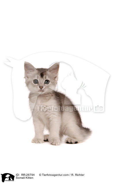 Somali Kitten / RR-26794