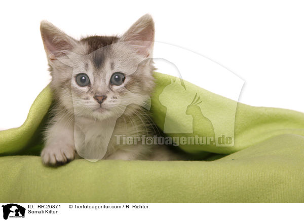 Somali Ktzchen / Somali Kitten / RR-26871
