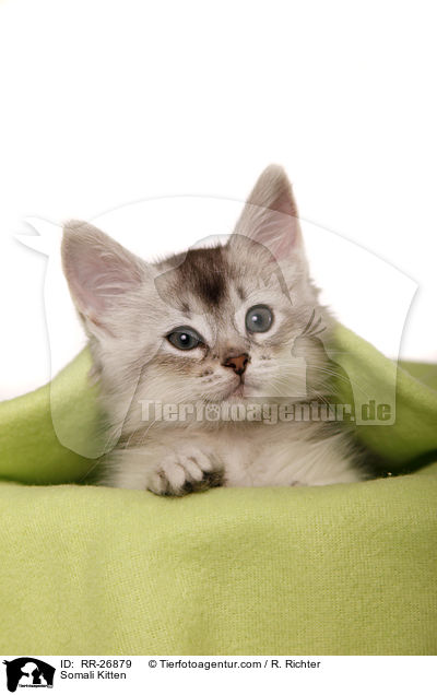 Somali Ktzchen / Somali Kitten / RR-26879
