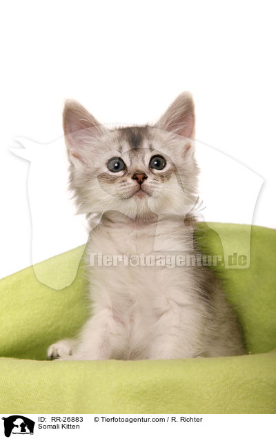Somali Ktzchen / Somali Kitten / RR-26883