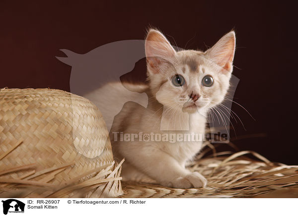 Somali Kitten / RR-26907