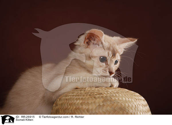 Somali Ktzchen / Somali Kitten / RR-26915