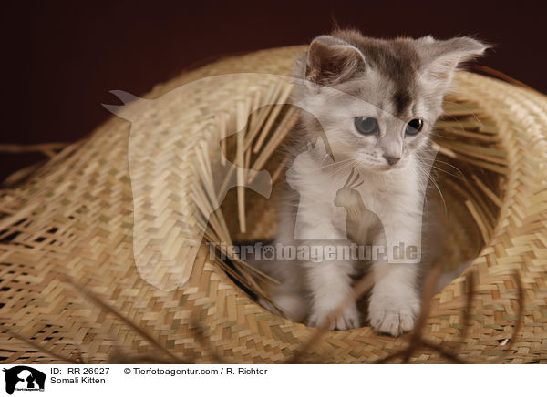 Somali Kitten / RR-26927