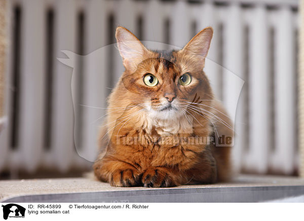 lying somalian cat / RR-45899