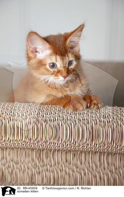 Somali Ktzchen / somalian kitten / RR-45909