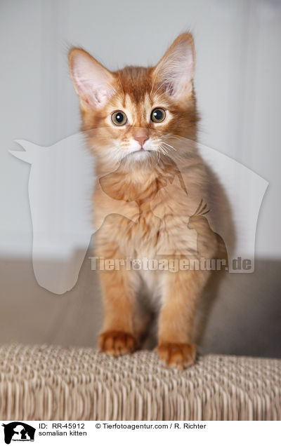 Somali Ktzchen / somalian kitten / RR-45912