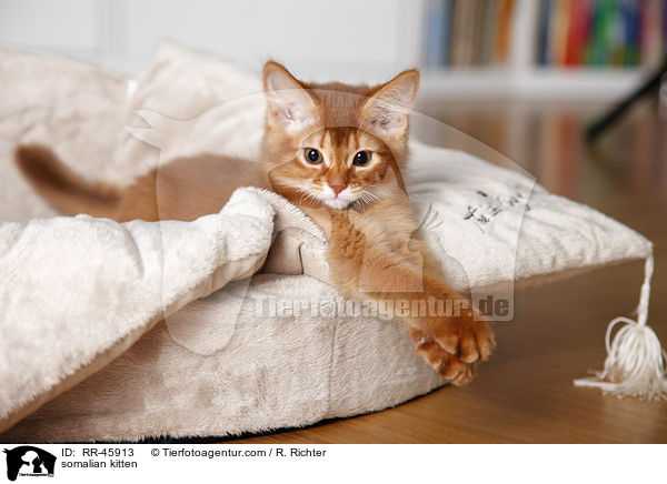 Somali Ktzchen / somalian kitten / RR-45913