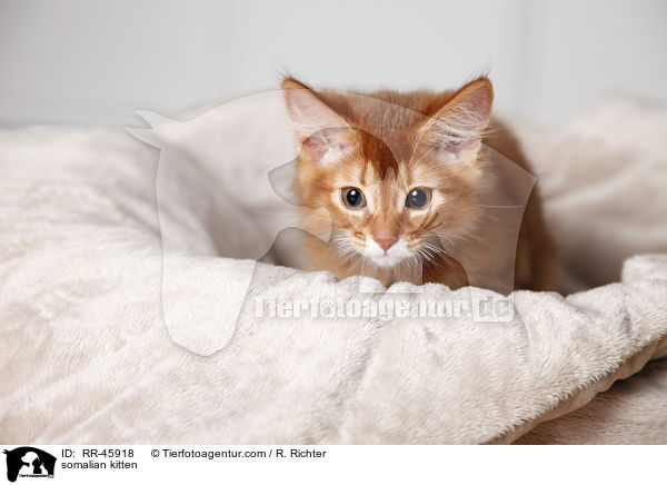 Somali Ktzchen / somalian kitten / RR-45918