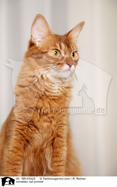 somalian cat portrait / RR-45929